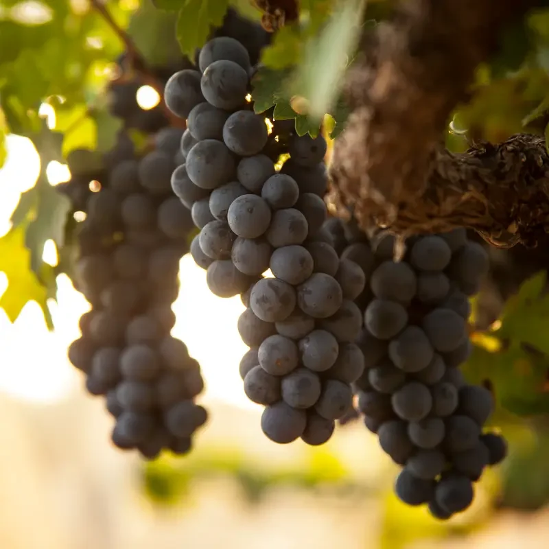 grapes-krsma-estate-image-02
